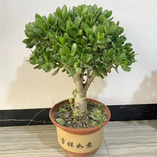 Yushu potted plant indoor large fleshy plant large old pile flowering cold-resistant good breeding varieties flower saplings good breeding