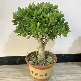 玉树盆栽室内大株多肉植物大颗老桩开花耐寒好养品种花卉树苗好养