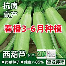 西葫芦种子高产易种春季西葫芦种子家庭阳台耐寒春夏秋冬蔬菜种子
