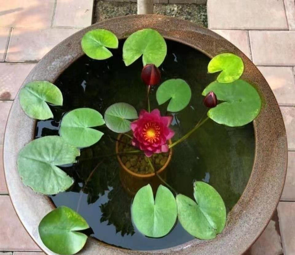 睡蓮水培迷妳根塊帶花苞碗蓮種子四季植物室內水養小型荷花根莖