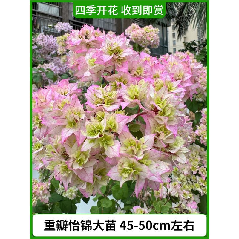 [꽃과 함께 배송] 이진 이진 모종 45-50cm 정도 [사계절 꽃이 핀다]