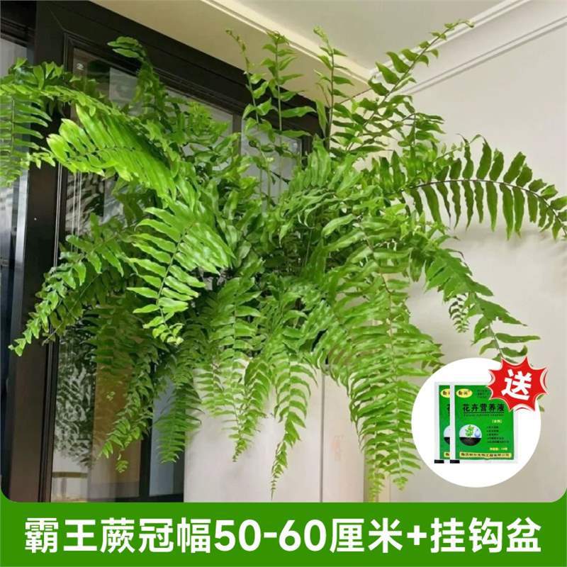 오버로드 고사리 왕관 폭 50- 60cm + 무료 영양액 [180#후크냄비】받자마자 즐겨보세요