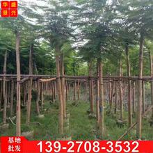 广东凤凰木树 米径10公分红花楹树苗 市政工程绿化苗木 金凤树