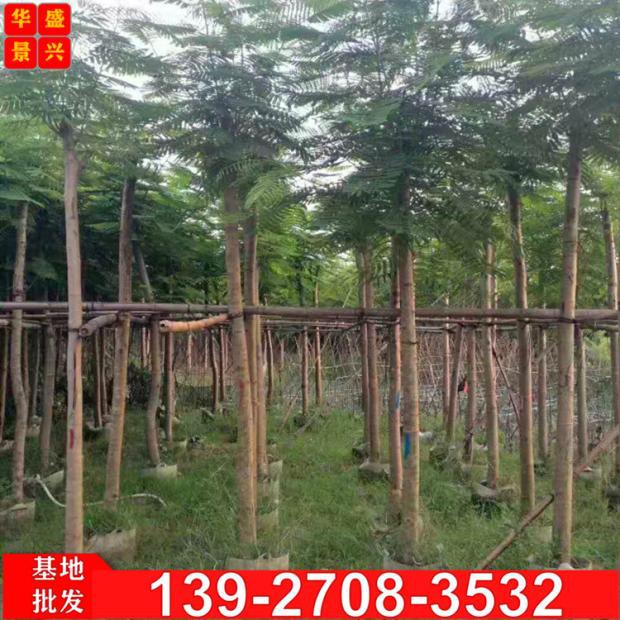 广东凤凰木树 米径10公分红花楹树苗 市政工程绿化苗木 金凤树