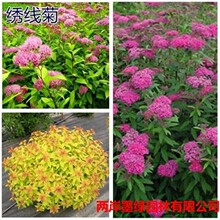 宿根花卉粉花绣线菊40公分 金焰/金山绣线菊麻叶绣线菊绿化树批发