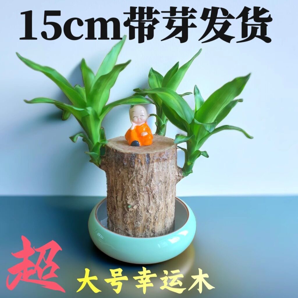 Real Brazilian Wood Hydroponic Extra-Large 10-Inch Thick Old Stump Tree Flowering Plant Soil-Grown Lucky Wood with Buds for the Bedroom Real Brazilian Wood Hydroponic Extra-Large 10-Inch Thick Old Stump Tree Flowering Plant Soil-Grown Lucky Wood with Buds for the Bedroom