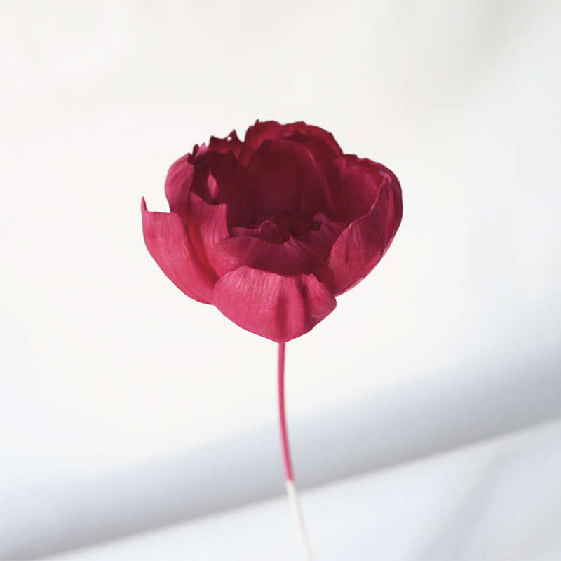 Una flor de peonía de hierba roja