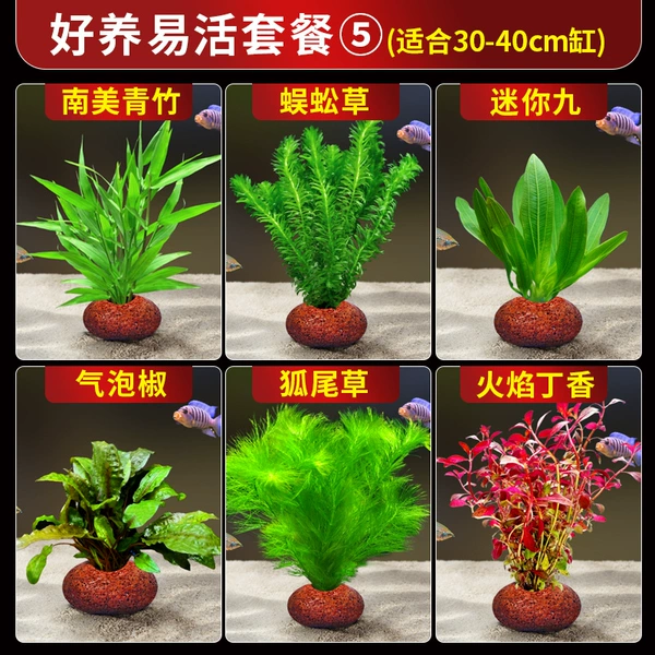Good Nourishing Easy Live Package ⑤ (Suitable for 30-40cm cylinder)