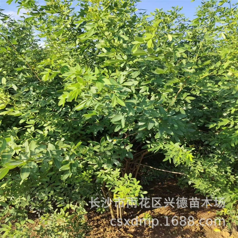 Оптовые поставки саженцев Хуанхуа Хуай из провинции Хунань с очаровательными цветами, декоративные деревья, кластерные саженцы Хуанхуа Хуай по выгодным ценам