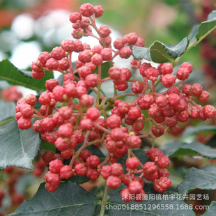 Nine-Leaf Green Pepper Seeds, Rattan Pepper Seeds, Hancheng Dahongpao Pepper Seeds, Mountain Pepper Seeds, Peppercorns, Oil Pepper Tree Seeds