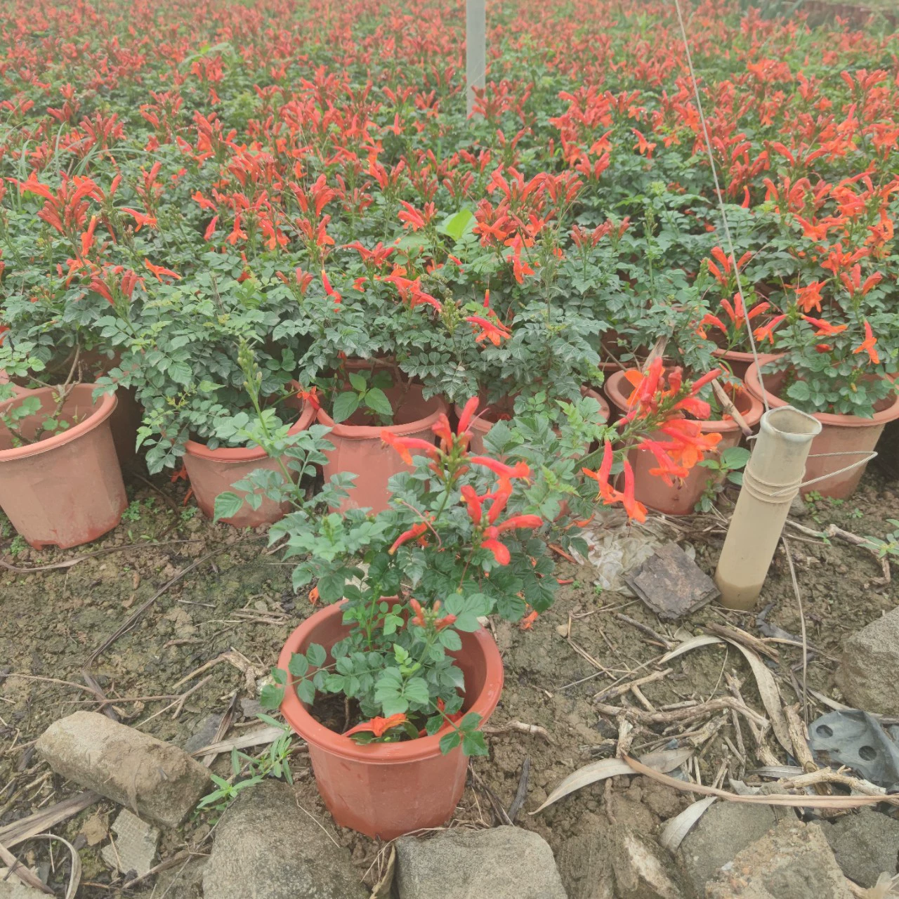 2312 Цветочный сад поставляет твердые кости, горшечные саженцы 30-50cm High Road клумбы для озеленения сада