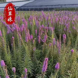 Echinacea Potted Seedling Base Wholesale Perennial Landscaping Perennial Florals Echinacea Potted Plants