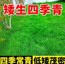 种子;草种子;草坪