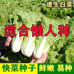 �ļ��S���˷N��С�ײ������������𿹲��ײ�ɳ���˸߮a�߲˷N��