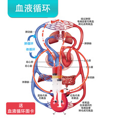 人体血液循環システムモデルdiy科学技術小制作stem科学実験教具創客材料包