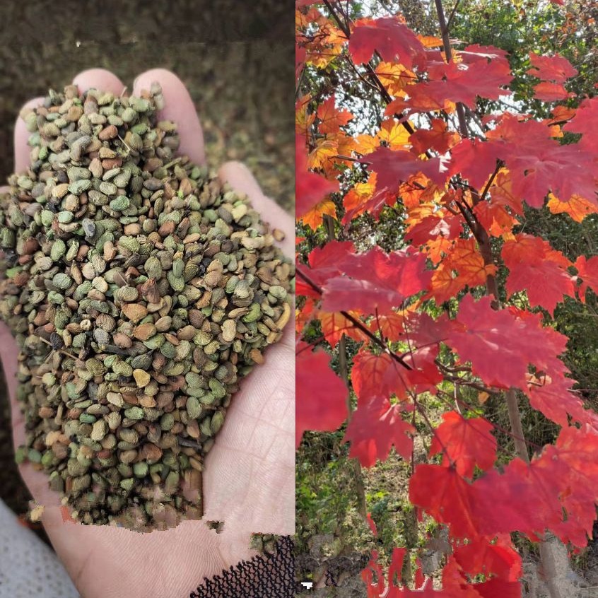 行道树观赏树种子 黄栌种子 黄栌树籽 红栌 黄栌落叶小乔木或灌木