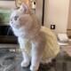 Cat Clothes Kitten Skirt Spring and Summer Anti-lint Pet dress Gold Gradual Muppet Blue Cat Thin Cute