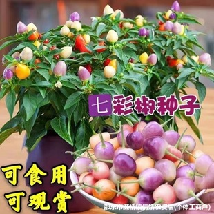 �߲ʽ��N��С�����V���خa�ݽ�������ʽ����������߲˷N���ļ���