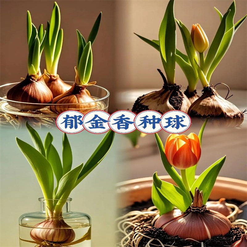 Tulip Bulbs Bloom in All Seasons and Can Be Cultivated in Soil or Hydroponics. Courtyard Balcony Potted Plants Can Be Planted on the Ground. Cold-Resistant Florals Can Be Grown Indoors and Outdoors