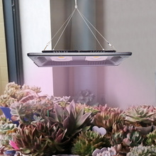 2026ȫ���Vֲ�����L���¼���ݮ�����a���LED��̫ꖟ��������R��