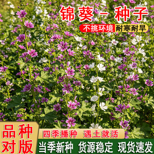 �ļ����X�\���N���G�������ߗU�N���ӷN�ӻ��N�ӻ����׻��ϻ�ͥԺ