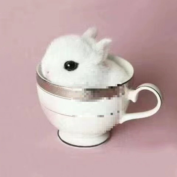 Pure White Tea Cup Rabbit