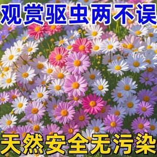 Chrysanthemum Ground Cover Chrysanthemum Seeds Small Daisy Flower Seeds Four-Season Blooming Potted Seeds Indoor and Outdoor Flower Seeds