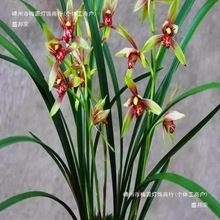 8苗名贵兰花苗逸虹双骄建兰浓香好养桌面花卉兰草逸红双娇