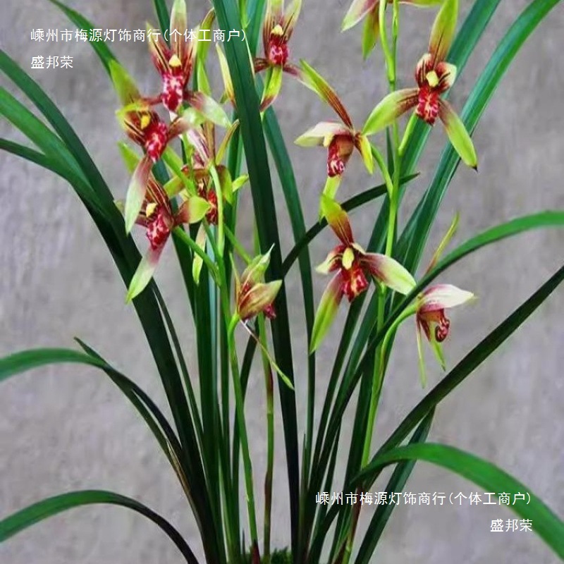 8苗名贵兰花苗逸虹双骄建兰浓香好养桌面花卉兰草逸红双娇