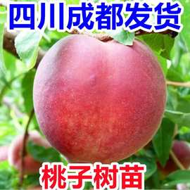 四川早熟水蜜桃树苗嫁接黄桃血桃树苖树当年结果树苗南方果树果苗