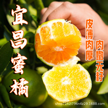青皮桔子蜜桔无籽薄皮橘子新鲜当季蜜橘水果酸甜多汁产地直发批发