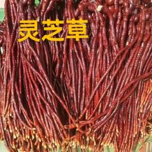 `֥lLɽ`֥Ұ֧`֥¹`֥