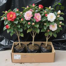 �軨�������Ԏ�������ɫ�൤ֲ��õ�廨���Bɽ�軨���_���҃Ȼ���