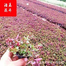 ���������� ���߾��� �t������������Nֲ�ݻ��t���컨��С��