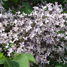 ؝Ͷ㻨箔_ͥԺ̨ļNֲGľl