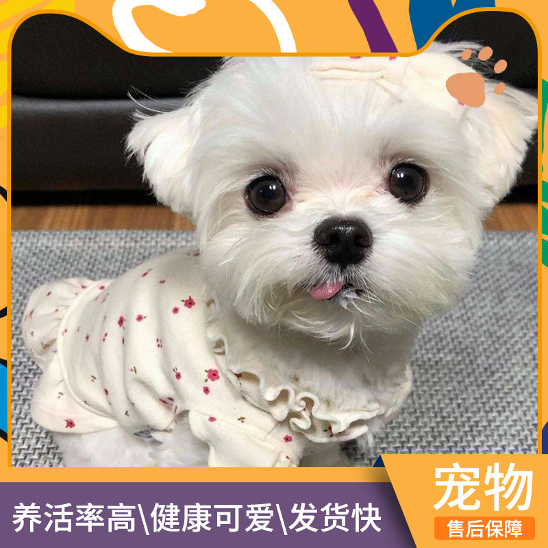 活体宠物马尔济斯犬 宠物犬小体型马尔济斯幼犬幼崽 宠物犬幼犬