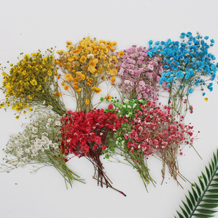 GYMPI Wholesale Dried Flowers Embossed Plant Specimen Teaching DIY Handmade Dropping Glue Mobile Phone Shell Bookmark Greeting Card