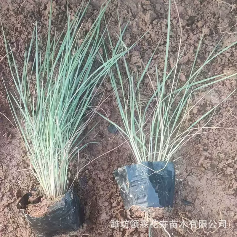 基地批发蓝羊茅 多年生耐寒 庭院花境植物地被景观蓝羊矛盆栽