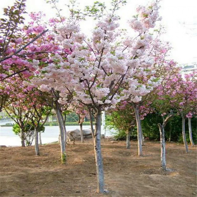 樱花树苗樱花南北方种植庭院地栽盆栽花树工程绿化园林植物风景树