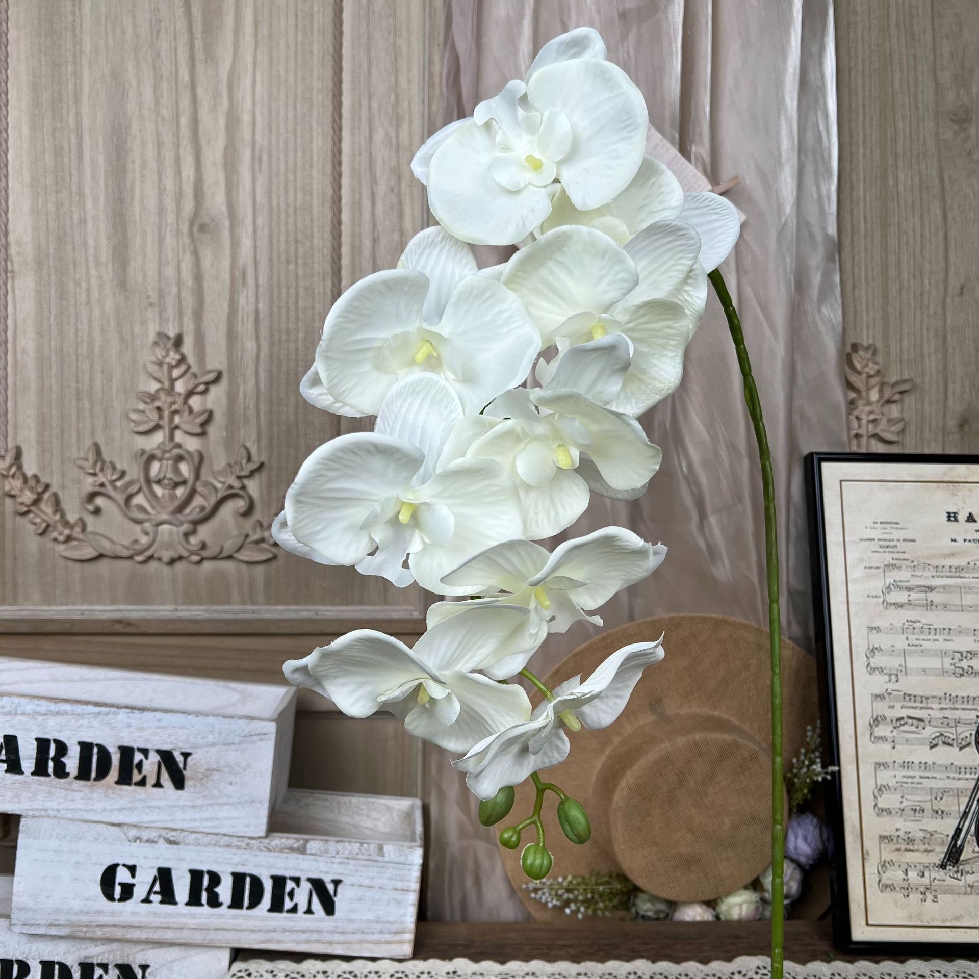 XD-Pano Phalaenopsis-Branco
