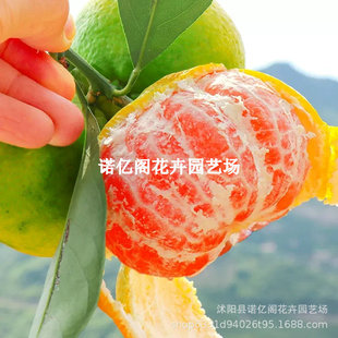 ��Ʒ�N��Ƥ�۽��� ����һ̖��������������� �޽ӟo���۽��Ә���
