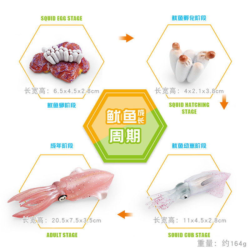 Modelo animal de simulación al por mayor de pollo pato ganso mariposa tortuga Rana ciclo de crecimiento Montessori material didáctico adornos hechos a mano