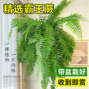 Overlord Fern Boston Potted Fern Hydroponic Kidney Fern Desktop Indoor Large Green Plant Balcony Long Leaf Hanging