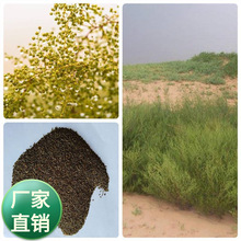 牧草种子沙嵩种子固沙荒漠防风固土沙林水土干旱护坡灌木