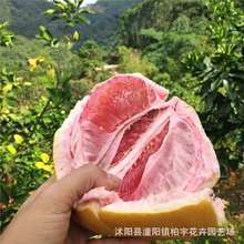 ���ӷN�� �t���ַN�� ɳ���ַN��  ���ӷN�� �t�����ַN�� �׷Nֲ