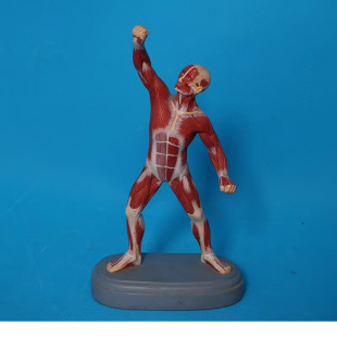 Human Body Superficial Muscle Anatomy Muscle Man Trunk Anatomy Model 20cm Human Body Whole Body Muscle Anatomy Model