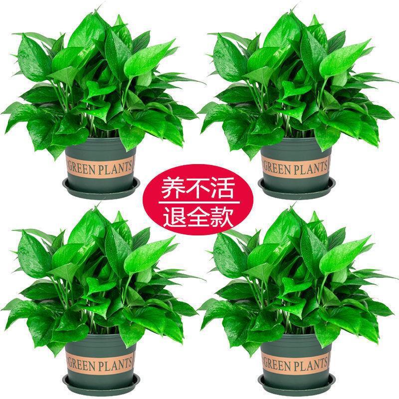 Pote verde galão com bandeja, 4 potes de pothos com fertilizante grátis