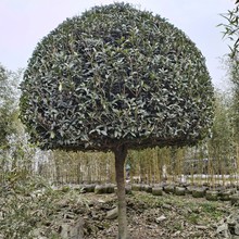 Ĵ𻨘 𻨘乤 ľֱN