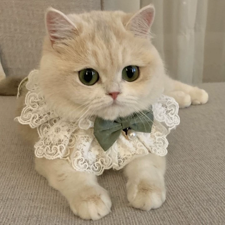 Кошачья шея-галстук-бабочка для домашних животных воротник нагрудник шарф вязаный воротник украшение нагрудник милая фотография собаки
