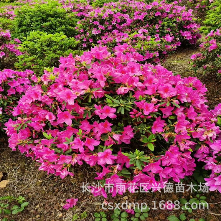 Оптовые шарики азалии, шарики азалии специальности Хунань, летние шарики азалии, различные спецификации и большие объемы